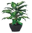 Artificial Tabletop Dieffenbachia in Black Ceramic