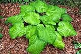 Amazon / Hirts: Perennials; Shade: Guacamole Hosta - HOSTA OF THE YEAR 2002- Potted