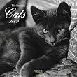Cats, Brosch�renkalender 2009
