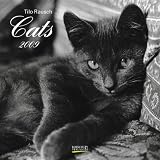 Katzen / Cats 2009. Broschuerenkalender