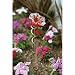 Illuminarie Butterfly Feeder - Red