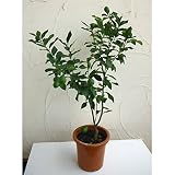 レモン：ユーレカ8号鉢植え[柑橘・かんきつ類苗木]