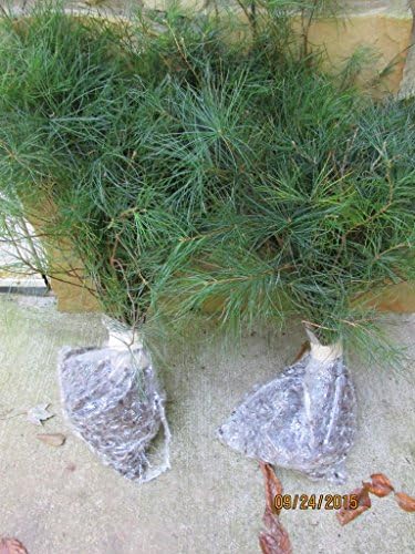 (4) Georgia White Pine 20" to 22" transplant Starter tree seedlings