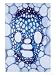 X-Section of Vascular Bundle of Corn Stem Showing Xylem & Phloem Botanical Photographic Poster Print by David M. Dennis, 12x16