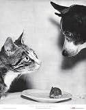 Cat and Mouse, and Dog, 1955 Art Print Poster By Jytte Bjerregaard Muller, 22  x 28 