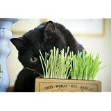 Buy 3 Packages of Cat Grass Seeds 1 wheat, 1 oats, 1 barley for your KITTY by Seeds and Things