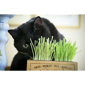 Buy 3 Packages of Cat Grass Seeds 1 wheat, 1 oats, 1 barley for your KITTY by Seeds and Things now!