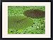 Framed Prints of Fox nut (Euryale ferox) from Science Photo Library