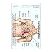 Heart Sounds Diagram Vertical Badge Reference Card (1 Card)