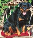 Rottweilers 2008 Hardcover Weekly Engagement Calendar (German, French, Spanish and English Edition)