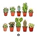 Set of 10 different cactus 5,5cm pot - approx. 8-15cm