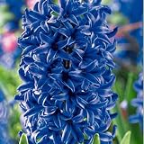 Hyacinth Bulbs Blue Jacket