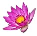 Water Lily Flower - 36