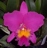 Blc. Cornerstone 'Hawaii'