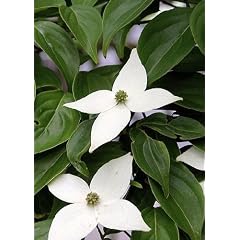 Tropica - Asiatischer Bl�ten - Hartriegel (Cornus kousa var. chinensis) - 30 Samen