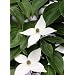 Tropica - Asiatischer Bl�ten - Hartriegel (Cornus kousa var. chinensis) - 30 Samen