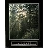 (22x28) Attitude Sunlight in Forest Motivational Poster Print