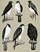Eagles Hawks & Falcons Imitator Sparrow Hawk Birds