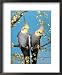 Two Cockatiels, Males (Nymphicus Hollandicus) Australia Animals Framed Art Poster Pri...