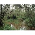 Mountain Swamp Gum, Blackwood Acacia, Sedge and Australian Gypsywort Photographic Poster Print by Jason Edwards, 32x24