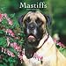 Mastiffs 2009 Wall Calendar