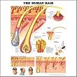 Anatomical Chart Company Human Hair Anatomical Chart