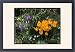 Framed Prints of Iris Reticulata and Crocus Chrysanthus from Mary Evans