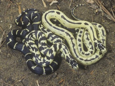 california king snake