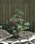Panacea 89730 Plant Support 46"x12"x12" (Pack of 25)