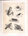 Barn Owl Swallow Science Of Birds 1878 Jasper