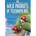 The Wild Parrots of Telegraph Hill