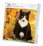 Cat Gallery 2012 Calendar (Page a Day Gallery Calendar)