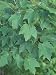 Leaves of Red Maple Tree, Acer Rubrum, North Carolina, USA Photographic Poster Print by David Sieren, 18x24