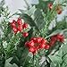 Factory Direct Craft 17 Inch Wintry Artificial Holly and Pine Embellishing Bush for Holiday and Home Decor