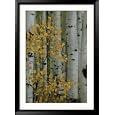 Autumn Foliage and Tree Trunks of Quaking Aspen Trees in the Crested Butte Area of Colorado National Geographic Collection Framed Photographic Poster Print by Marc Moritsch, 33x45