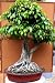 2CHIXGIFTS FICUS TOO LITTLE W1857