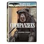 Nature: Chimpanzees - An Unnatural History