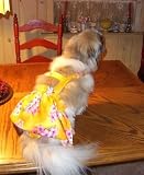 Joybies Sunny Yellow Aloha Piddle Skirt(tm) for XXL Female Dog (Measuring 22"-24" From Collar to Base of Tail)