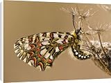 Canvas Prints of Spanish Festoon Butterfly - on wild carrot from Ardea Wildlife Pets