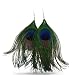 Natural Peacock Feather Earrings