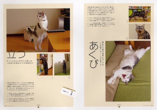 Cover image : アメショっす！マニア