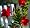 Red Brazilian Jasmine Plant - Indoors/Out - Mandevilla