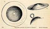 1854 Woodcut Ancient Egypt Cymbal Musical Instrument British Museum Archaeology - Original Woodcut