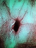 Nerve Cell (Neuron from Spinal Cord) Photographic Poster Print by David M. Dennis, 30x40