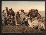 GIANT Wall Sticker of: Camels halting in the desert, Holy Land wall sized poster (photochrom) photochrome measured in inches