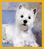 Westie West Highland Terrier