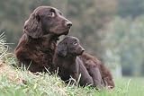 Mother and Puppy Together Look at in the Same Direction - 60