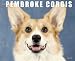 Just Pembroke Corgis 2010 Calendar