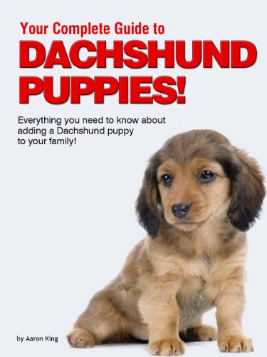 Your Complete Guide to Dachshund Puppies!