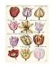 Tulips En Masse I - Art Print Poster 20 x 26